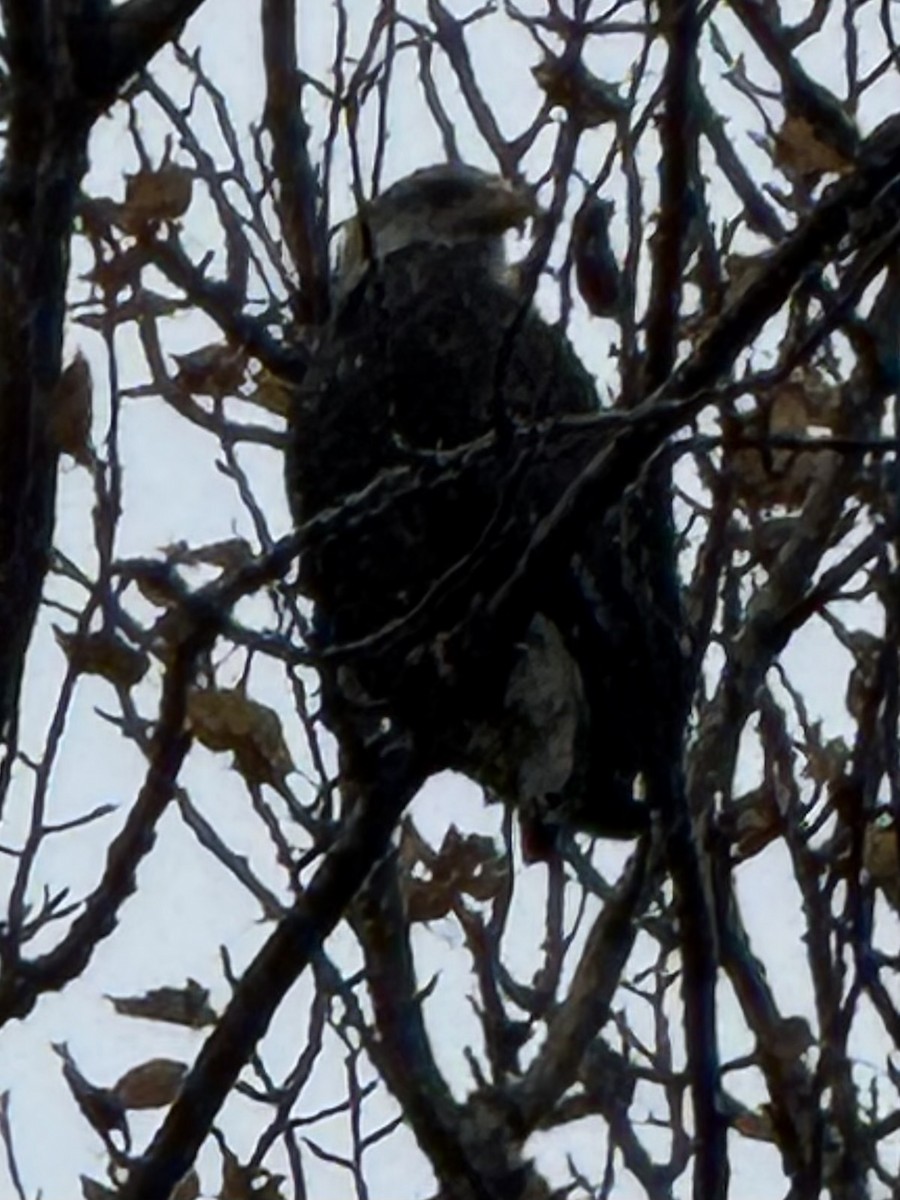 Орлан білоголовий - ML646610816