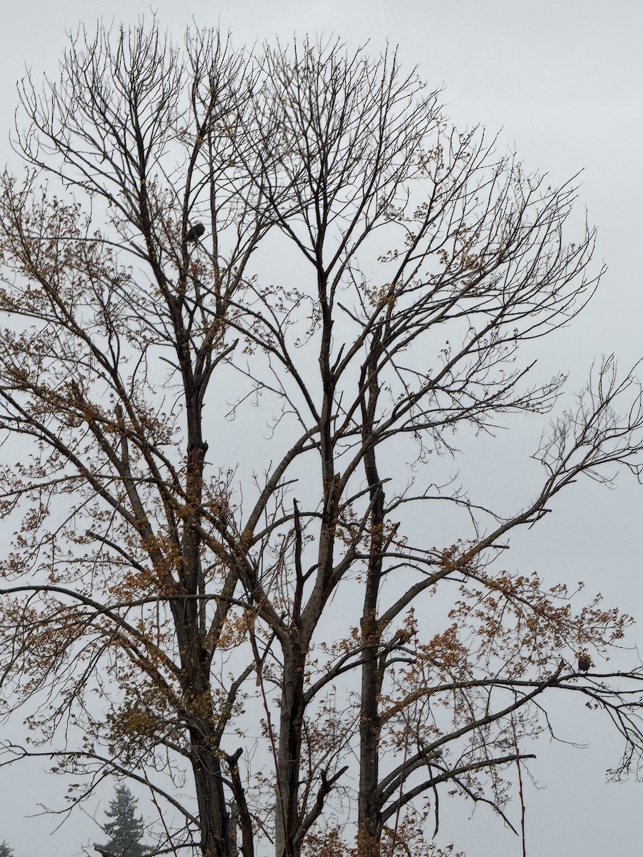 Орлан білоголовий - ML646610817