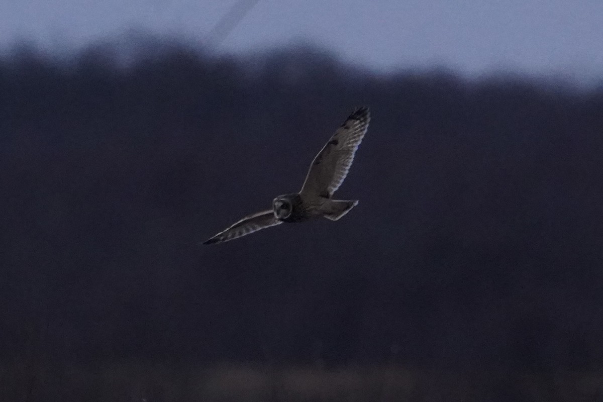 Zingira-hontza - ML646610818