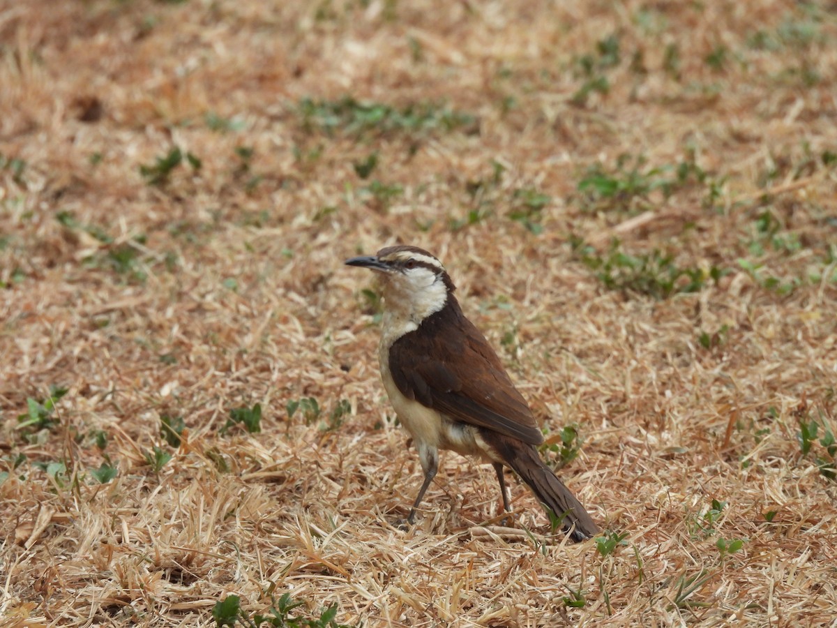 Bicolored Wren - ML646610820
