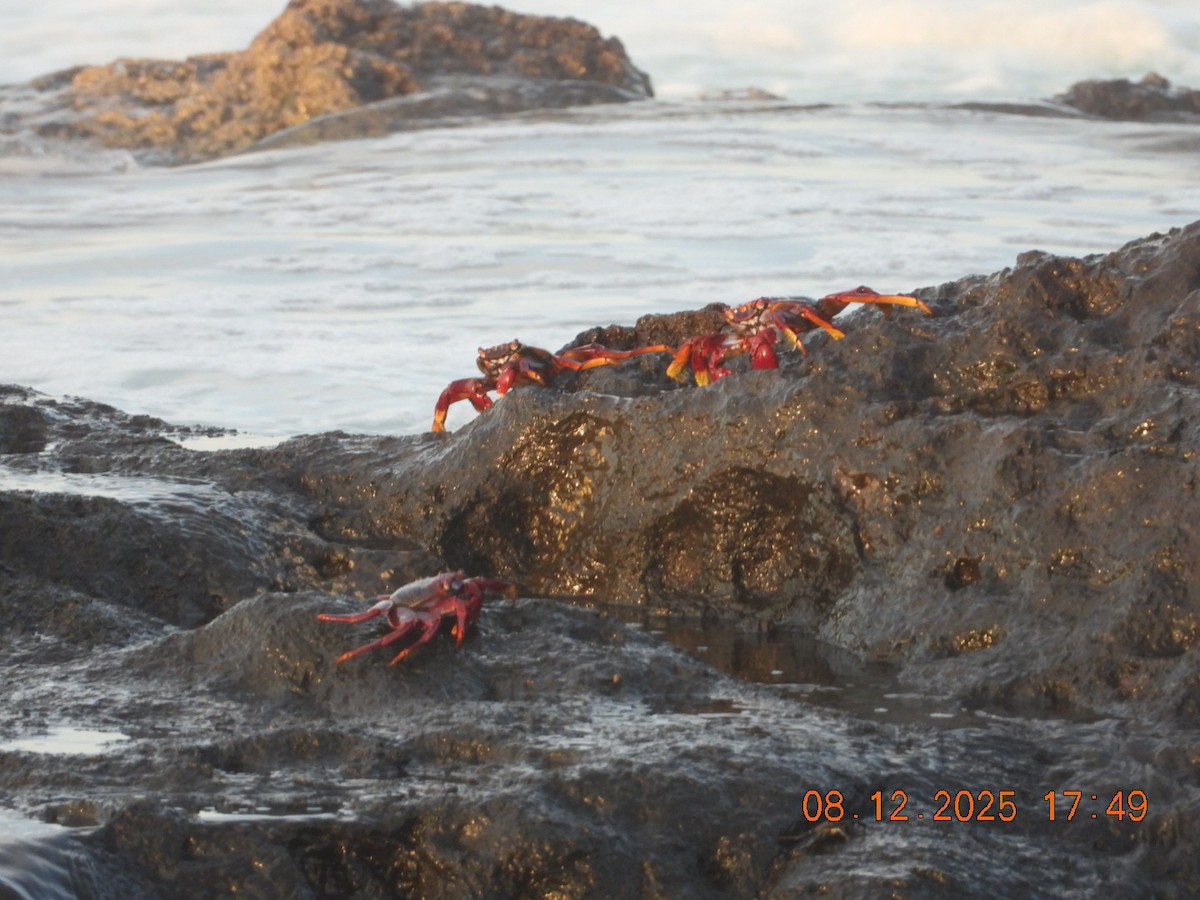 Animals - ML646610828