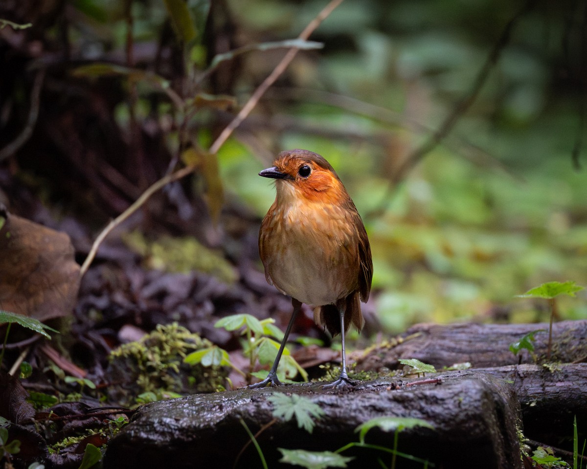 Rufous-faced Antpitta - ML646610829