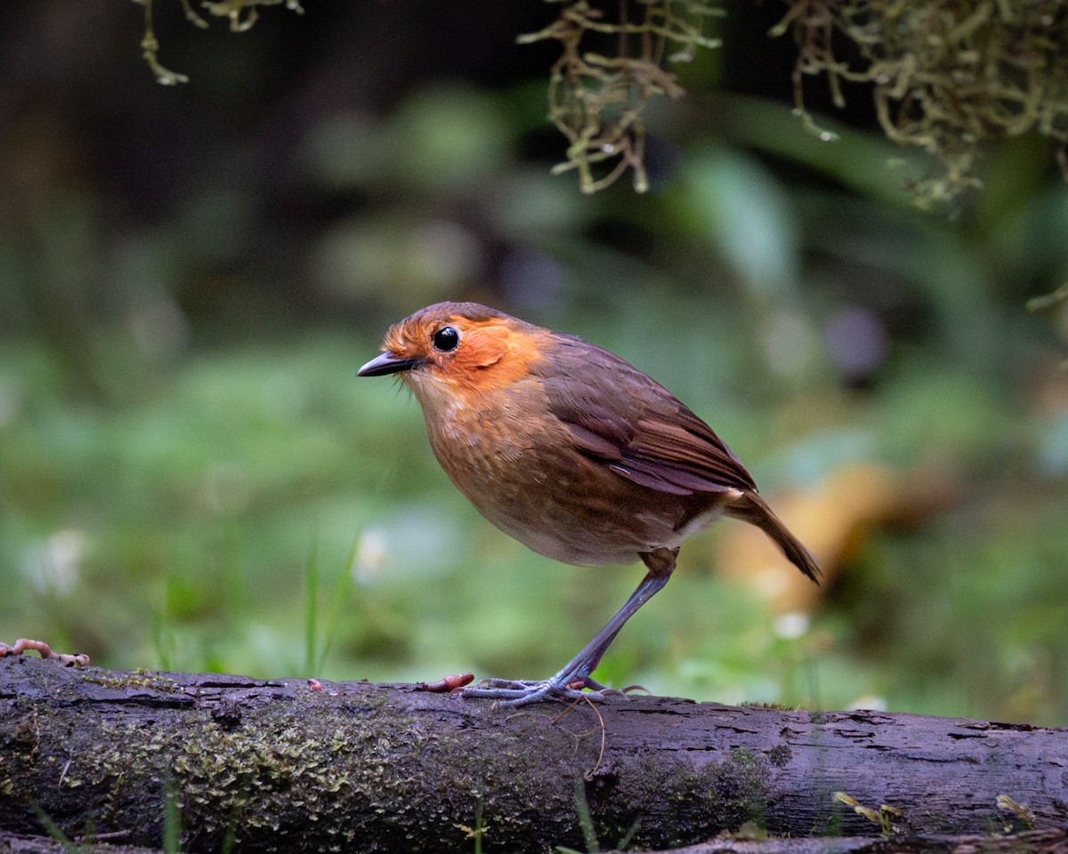 Rufous-faced Antpitta - ML646610830