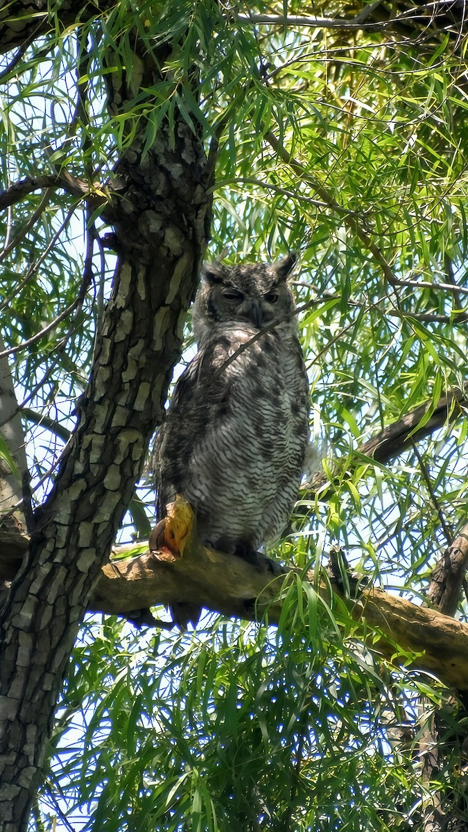 výr virginský - ML646610831