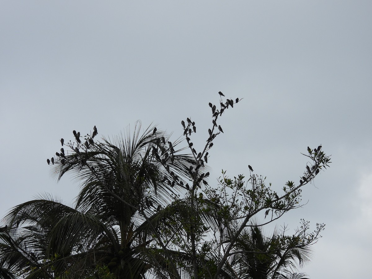 Brown-chested Martin - ML646610835