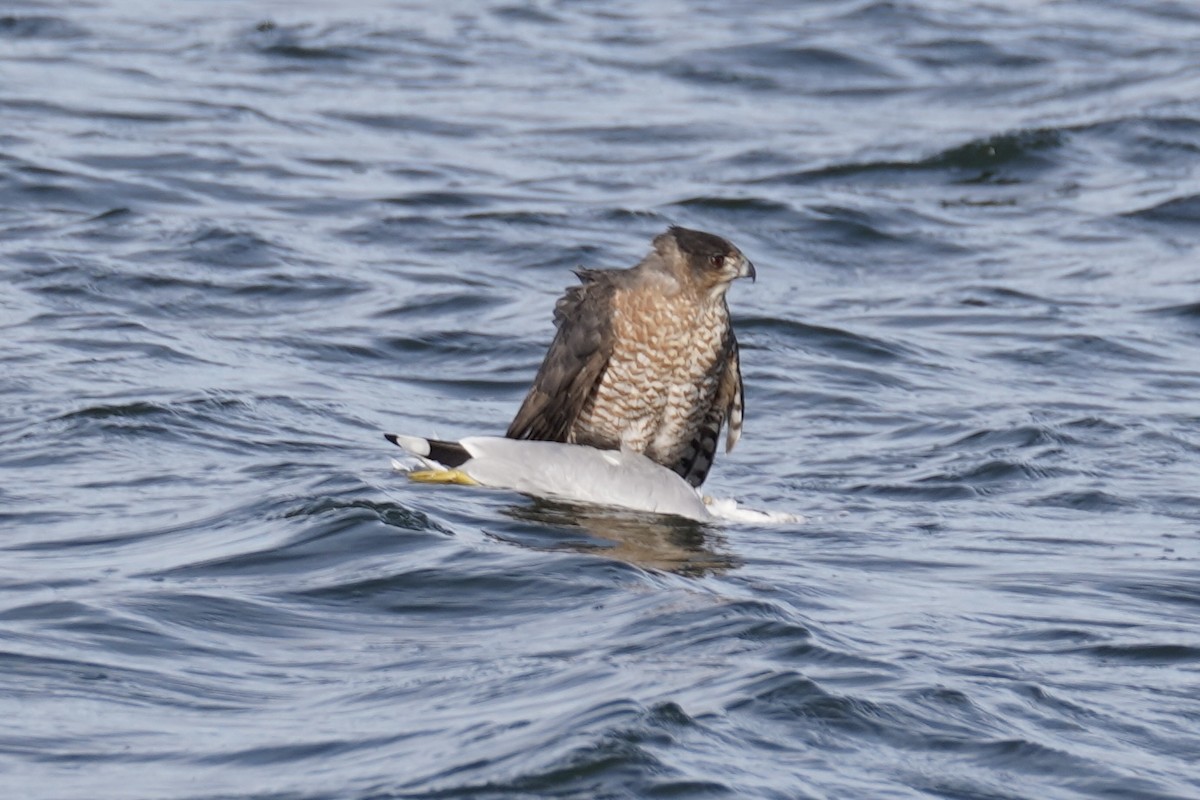 Cooper's Hawk - ML646610836