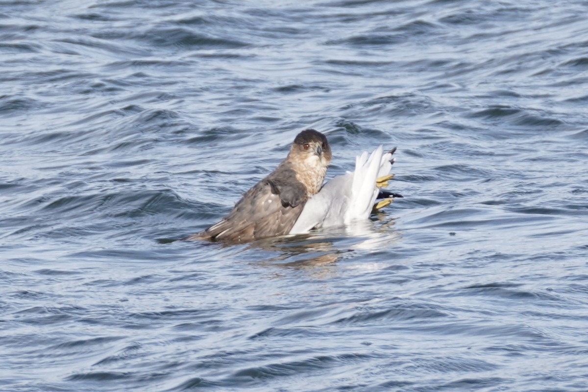 Cooper's Hawk - ML646610837