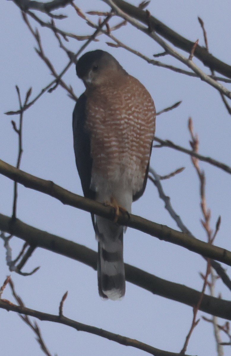 Amerika Atmacası - ML646610842