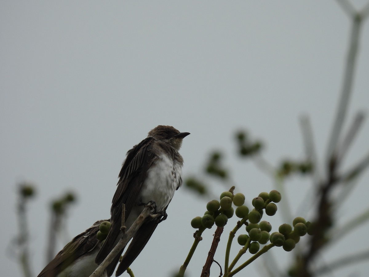 Brown-chested Martin - ML646610843