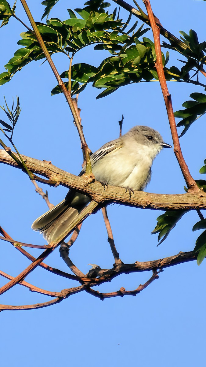 Suiriri Flycatcher - ML646610844