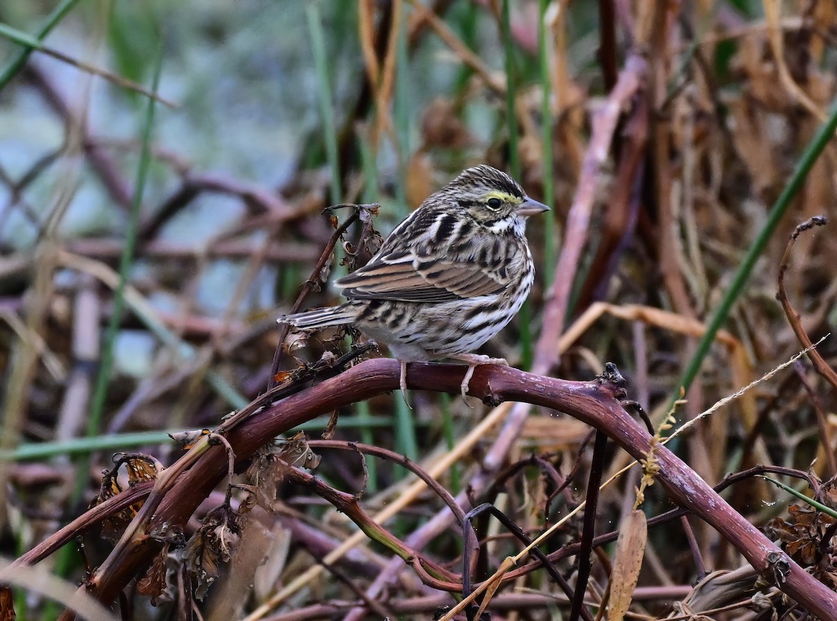 Пасовник савановий - ML646610845