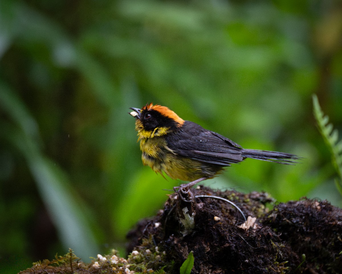 Bolivian Brushfinch - ML646610846