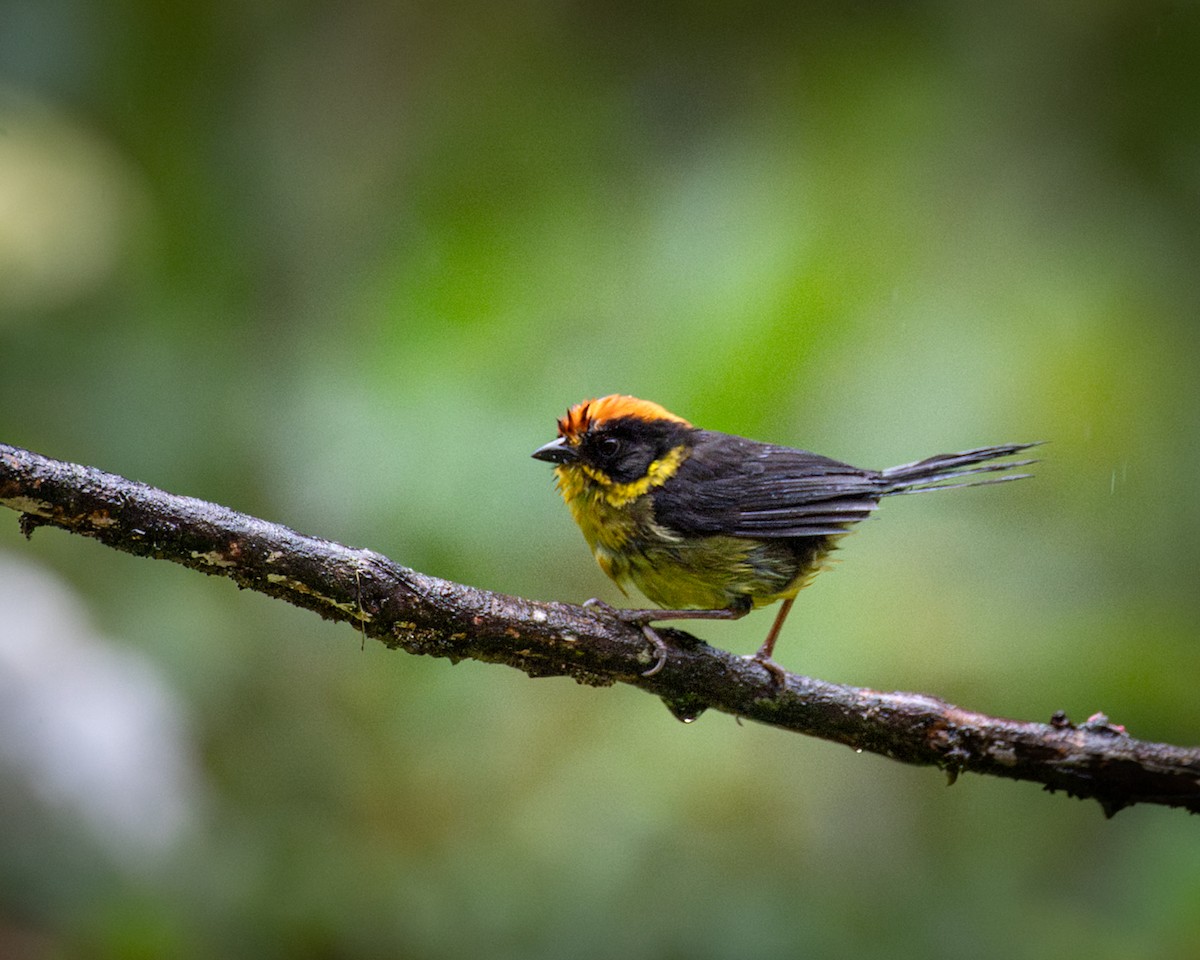 Bolivian Brushfinch - ML646610847