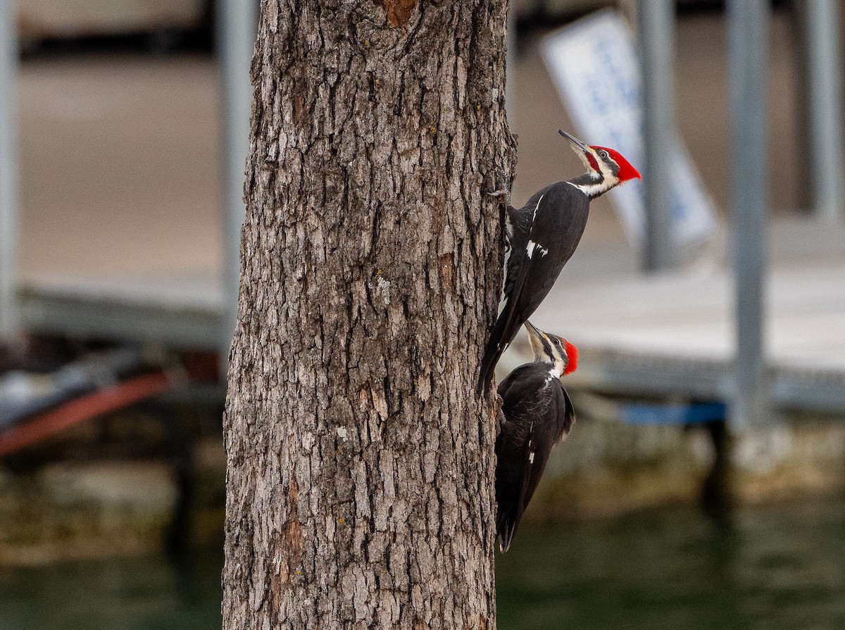 Pileated Woodpecker - ML646610848