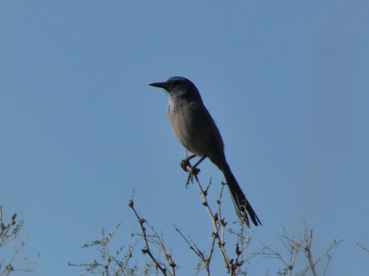 Woodhouse's Scrub-Jay - ML646610851