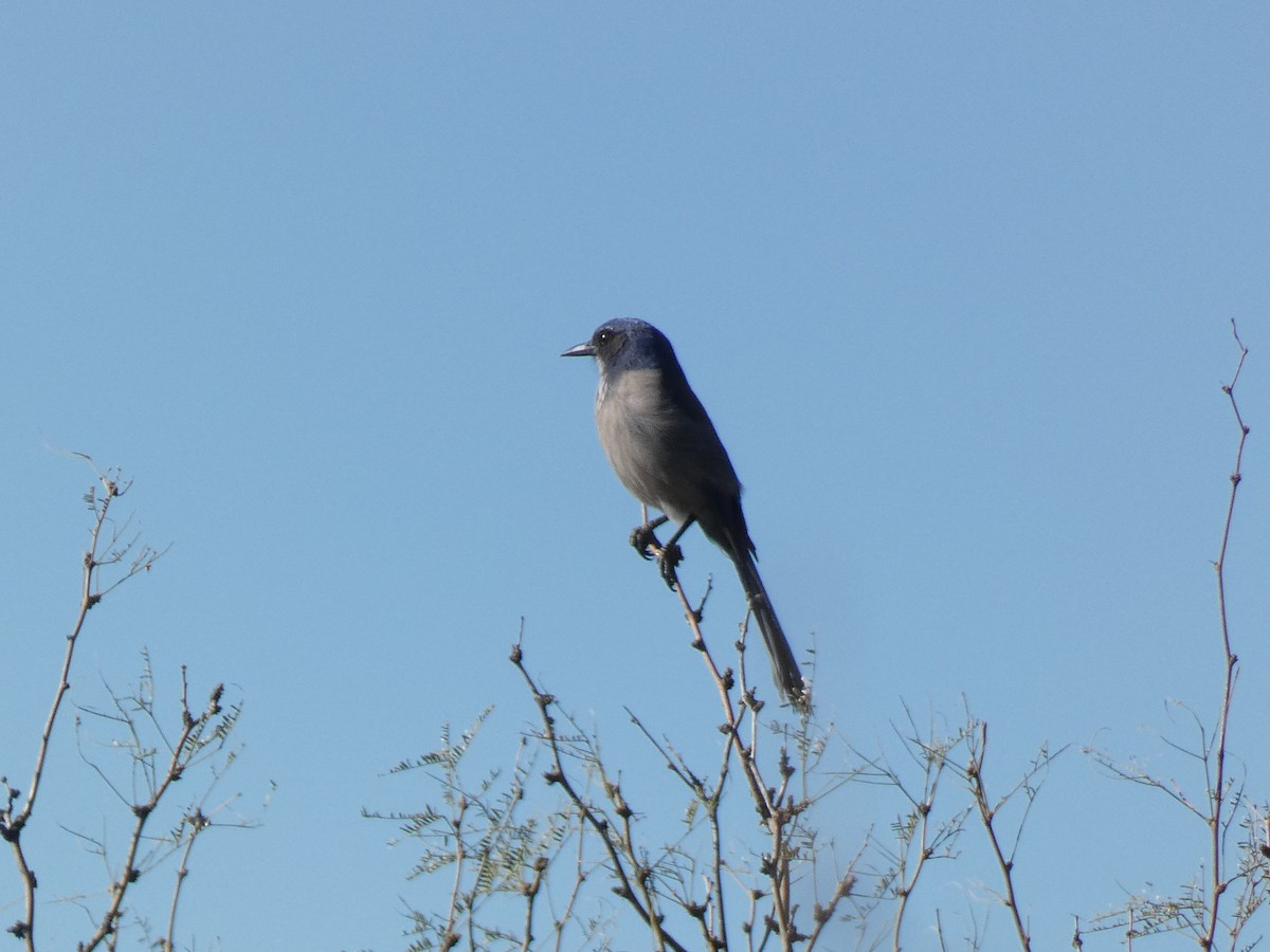 Woodhouse's Scrub-Jay - ML646610852