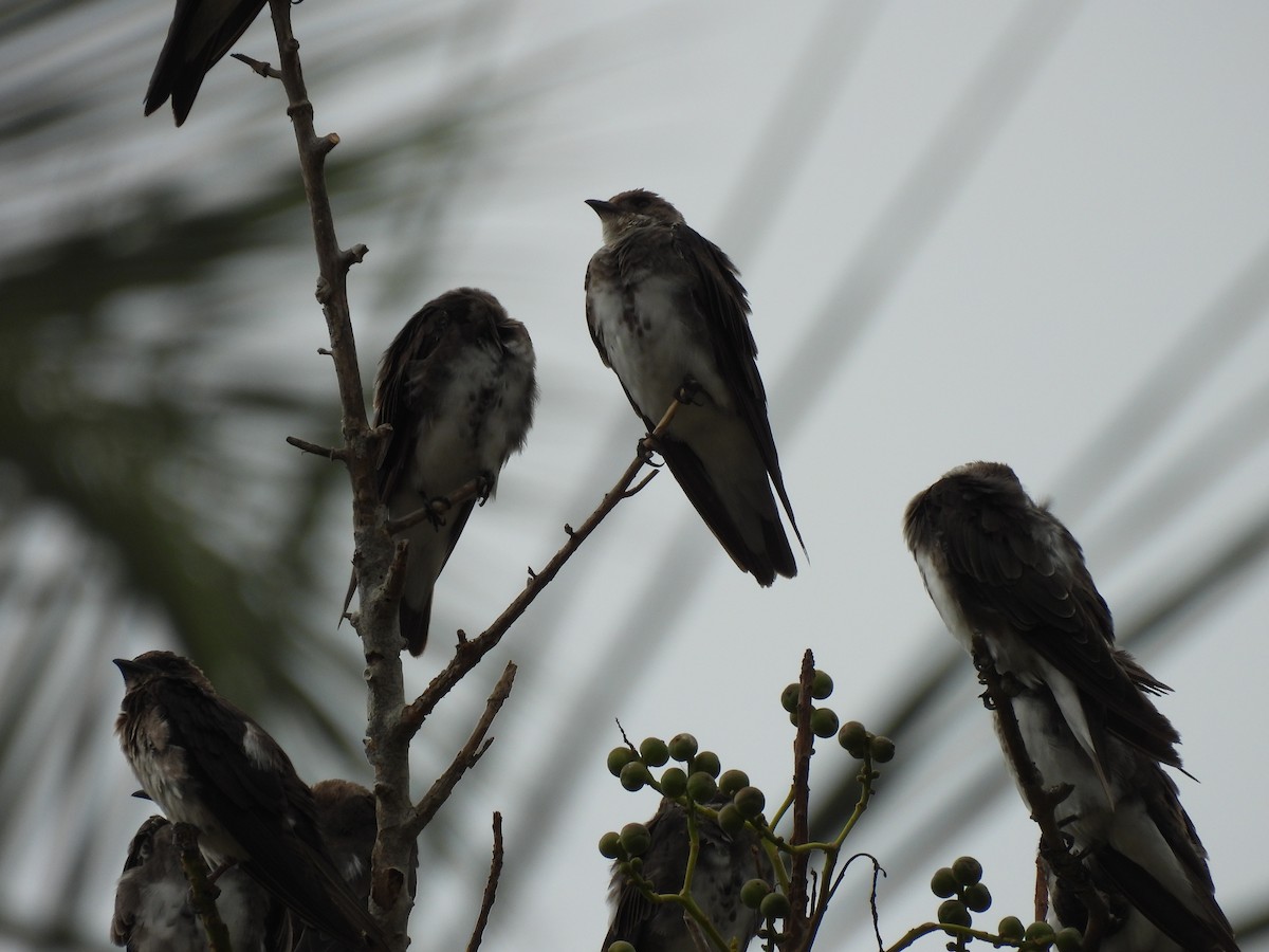 Brown-chested Martin - ML646610853