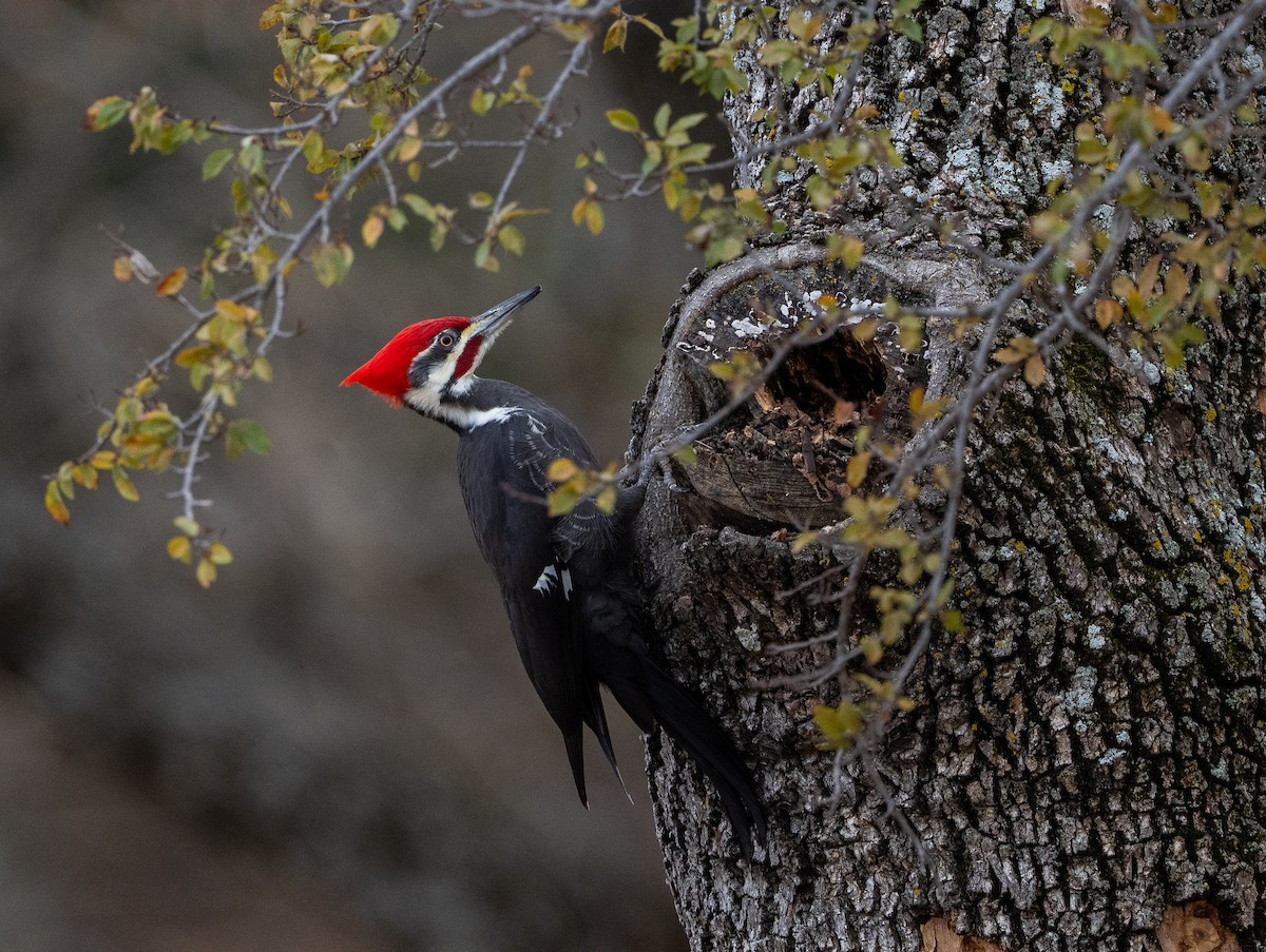 Pileated Woodpecker - ML646610854