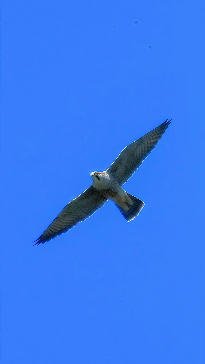 Peregrine Falcon - ML646610856