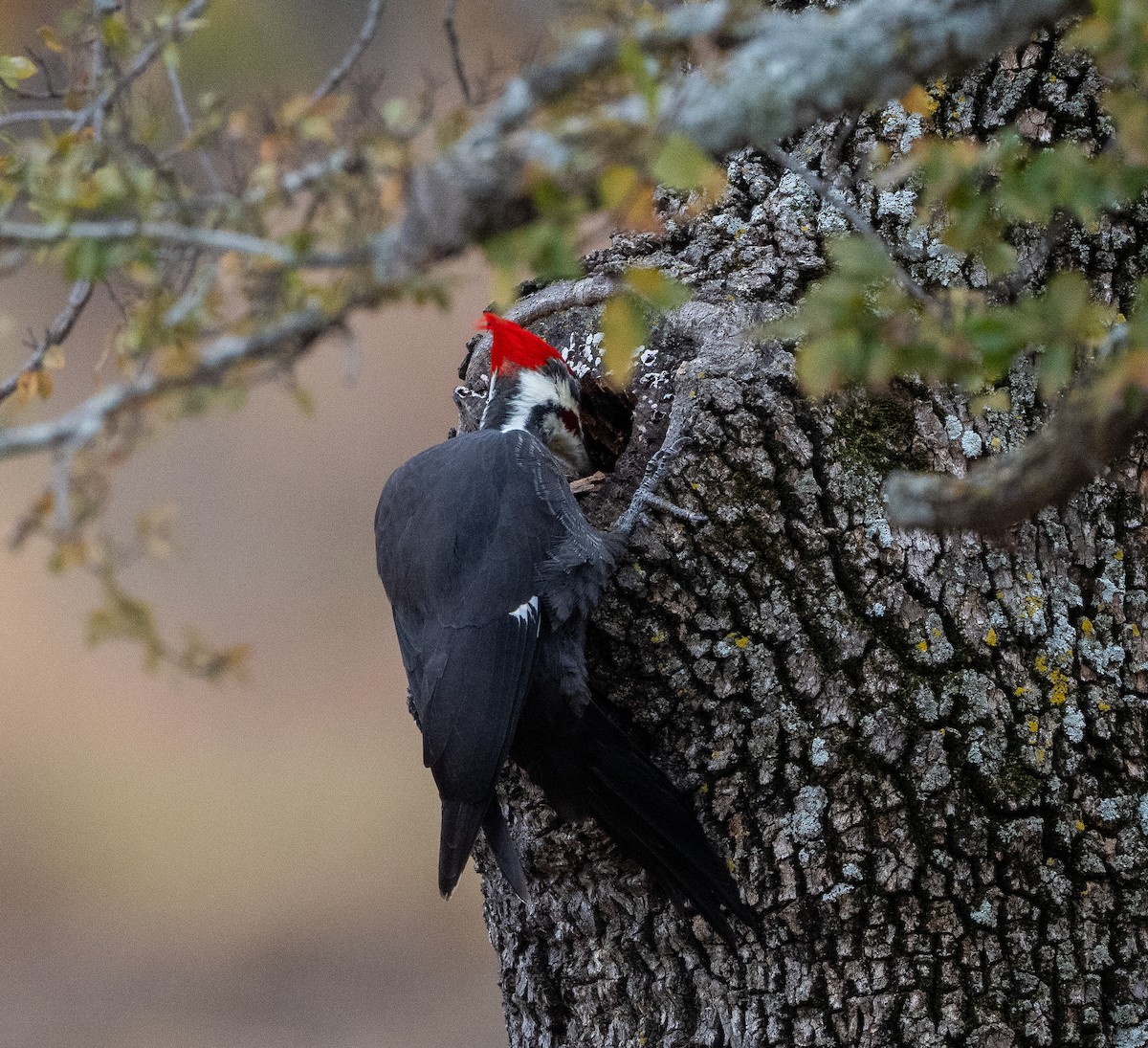 Pileated Woodpecker - ML646610858
