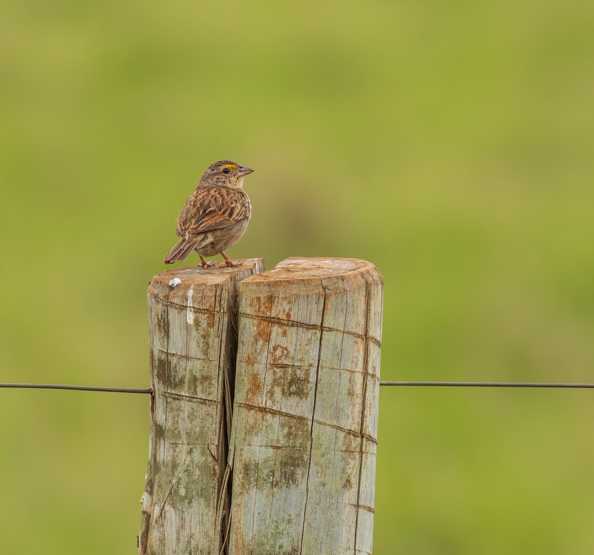 Sarı Omuzlu Çayır Serçesi - ML646610859