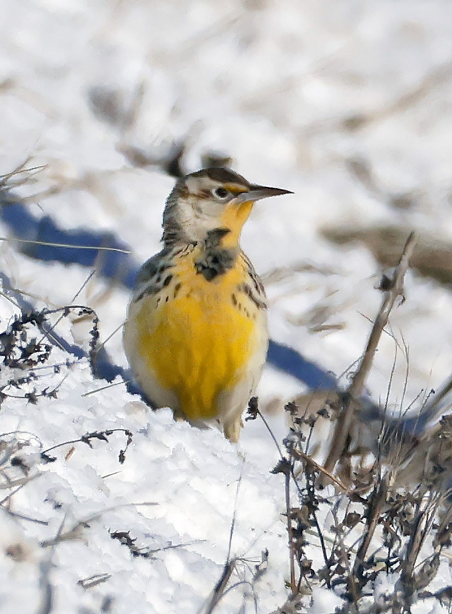 Western Meadowlark - ML646610861