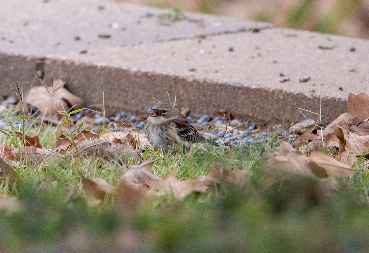 Yellow-rumped Warbler - ML646610862