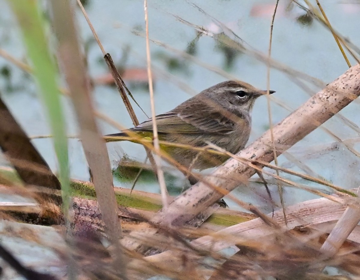 Palm Warbler (Western) - ML646610863