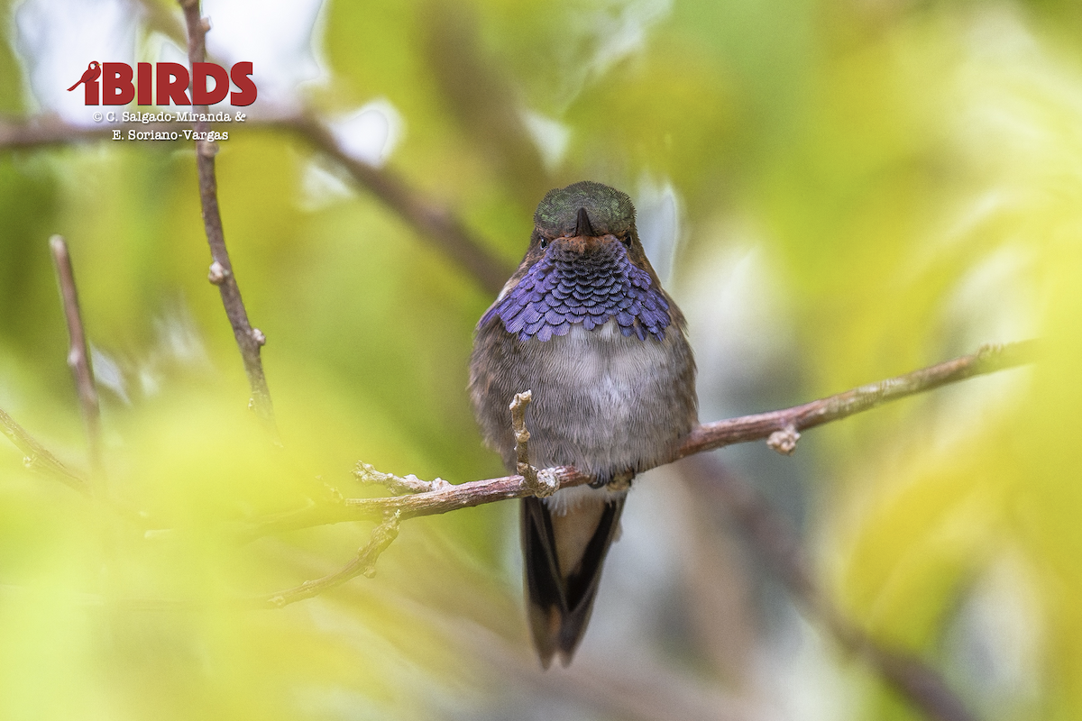 バラエリフトオハチドリ - ML646610864