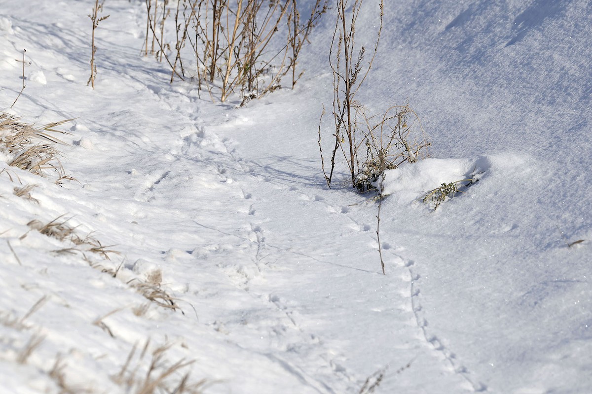 Western Meadowlark - ML646610865