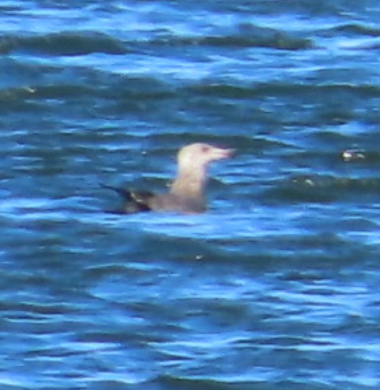 American Herring Gull - ML646610868