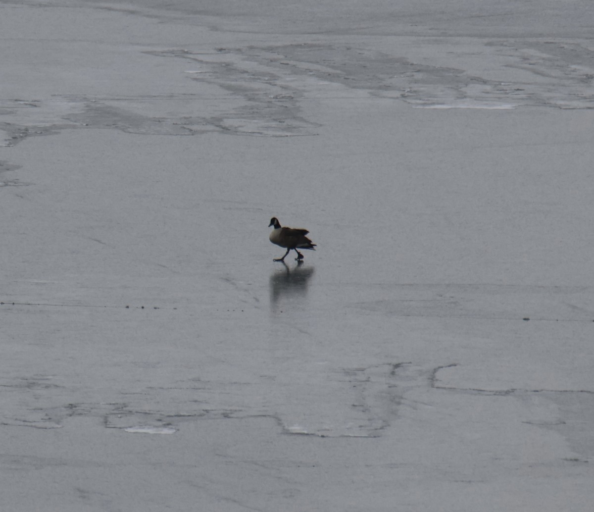 Canada Goose - ML646610869