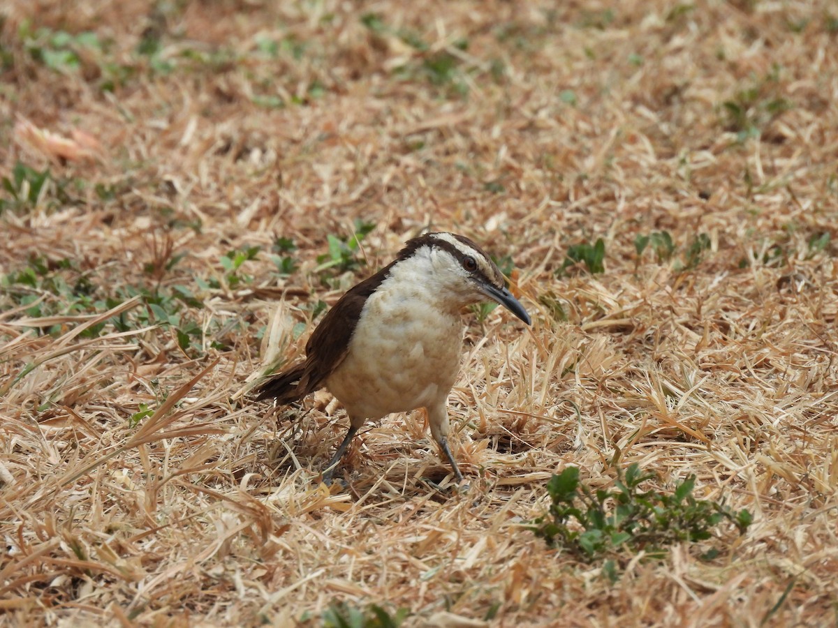 Bicolored Wren - ML646610871