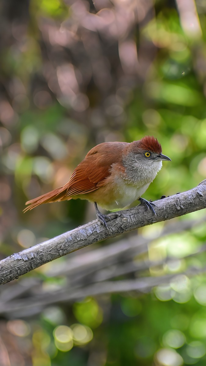 Greater Thornbird - ML646610872