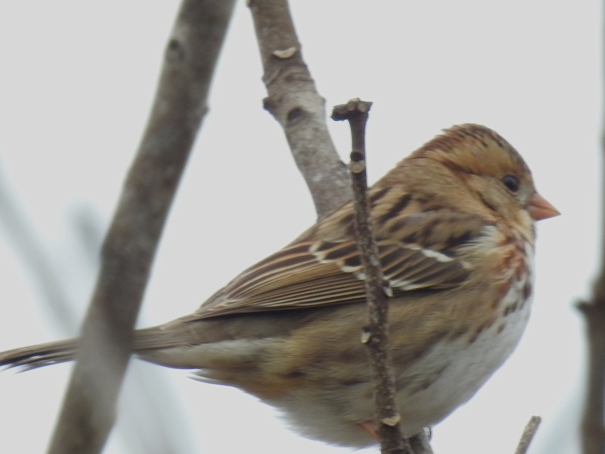 Harris's Sparrow - ML646610873
