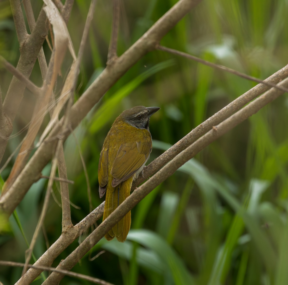 Büyük Saltator - ML646610874