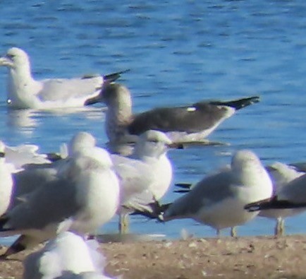 Бэсрэг цахлай - ML646610876