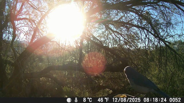 Woodhouse's Scrub-Jay - ML646610878