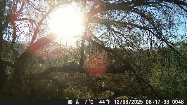 Woodhouse's Scrub-Jay - ML646610879