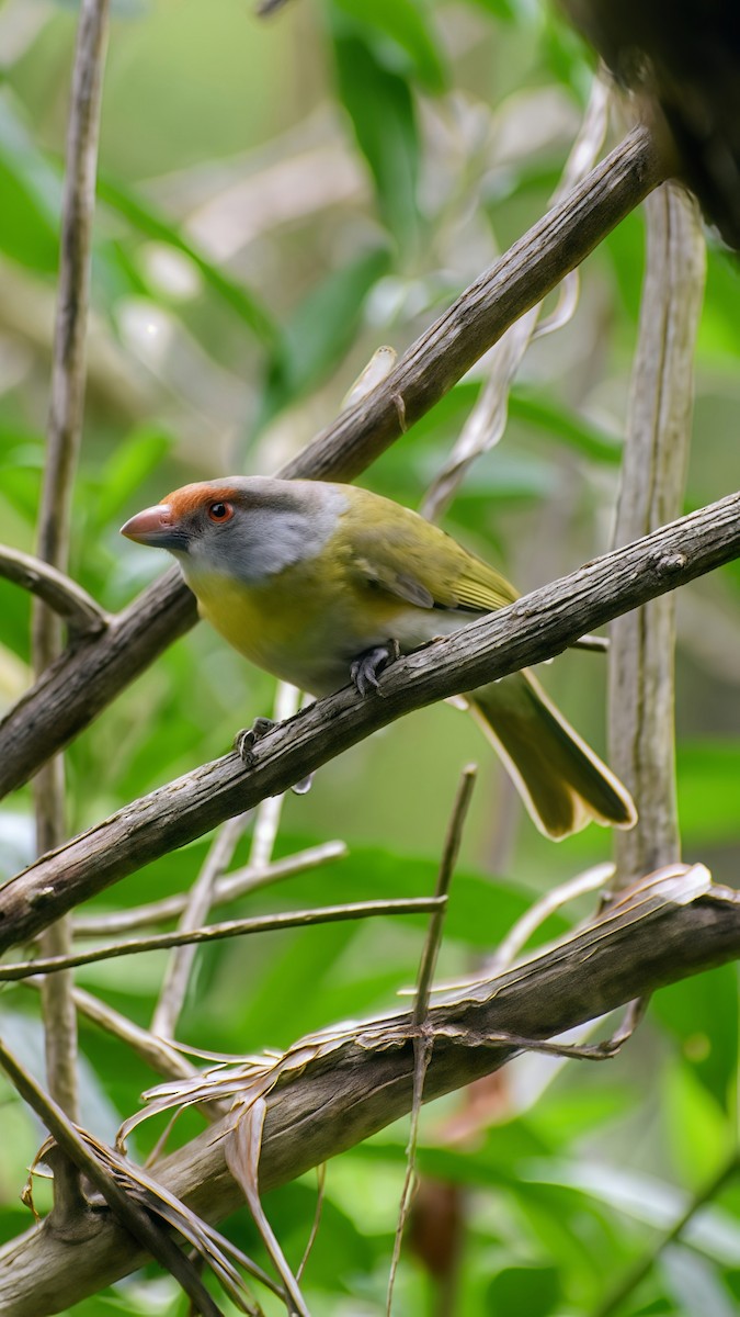 Віреон рудобровий - ML646610882