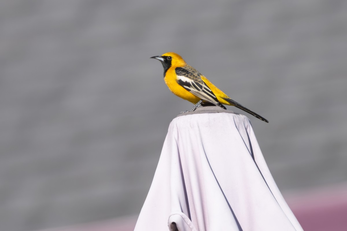 Maskentrupial - ML646610883