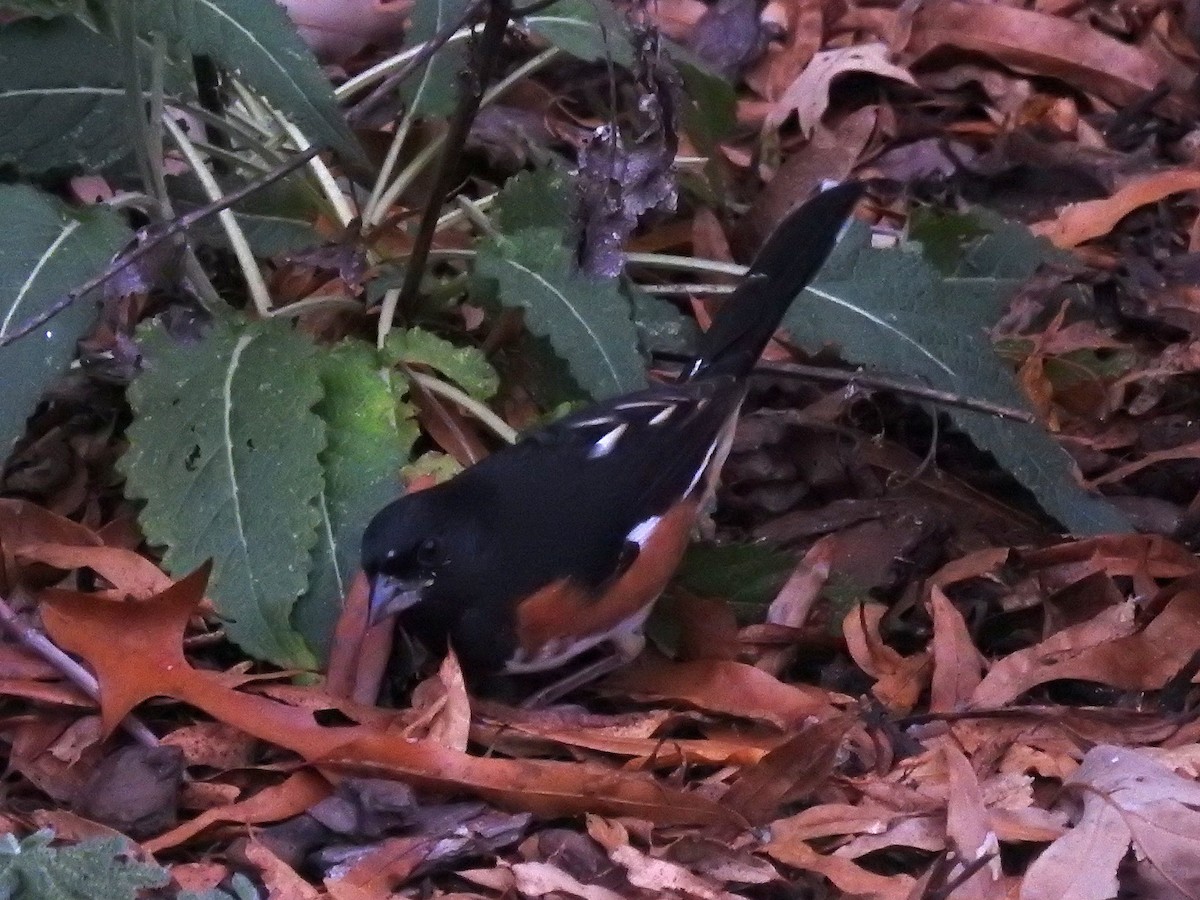 Eastern Towhee - ML646610885