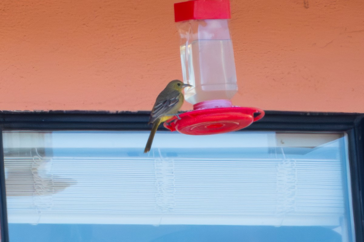 Maskentrupial - ML646610886