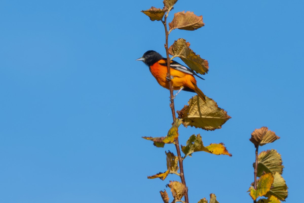 Baltimoretrupial - ML646610888