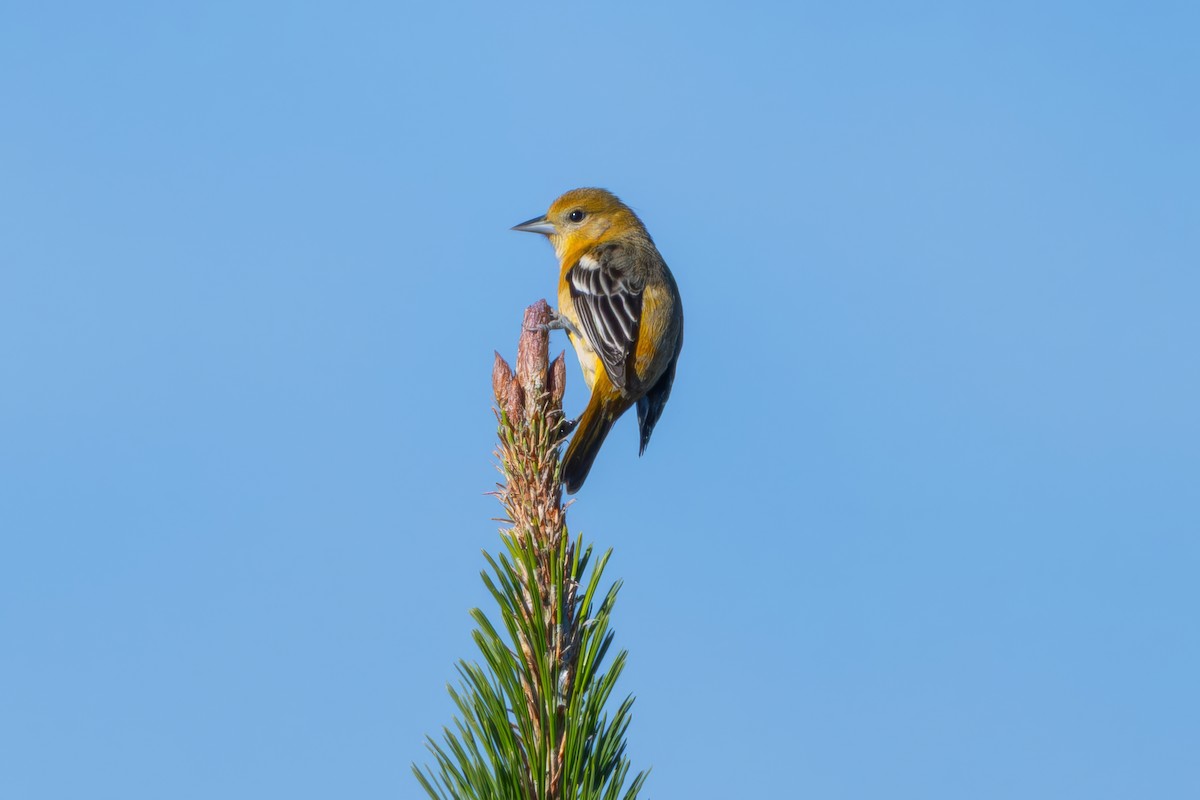 Baltimoretrupial - ML646610890