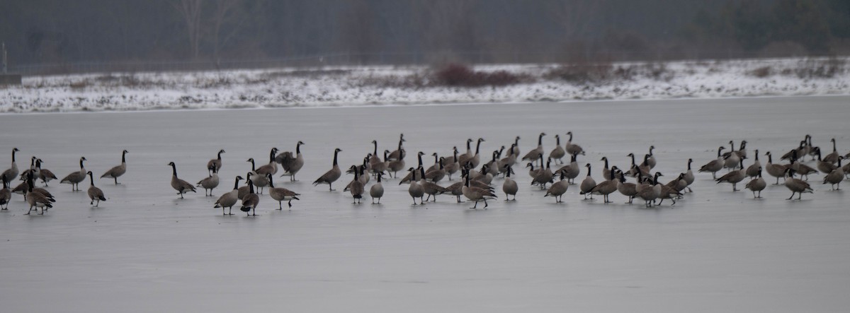 Казарка канадська - ML646610894