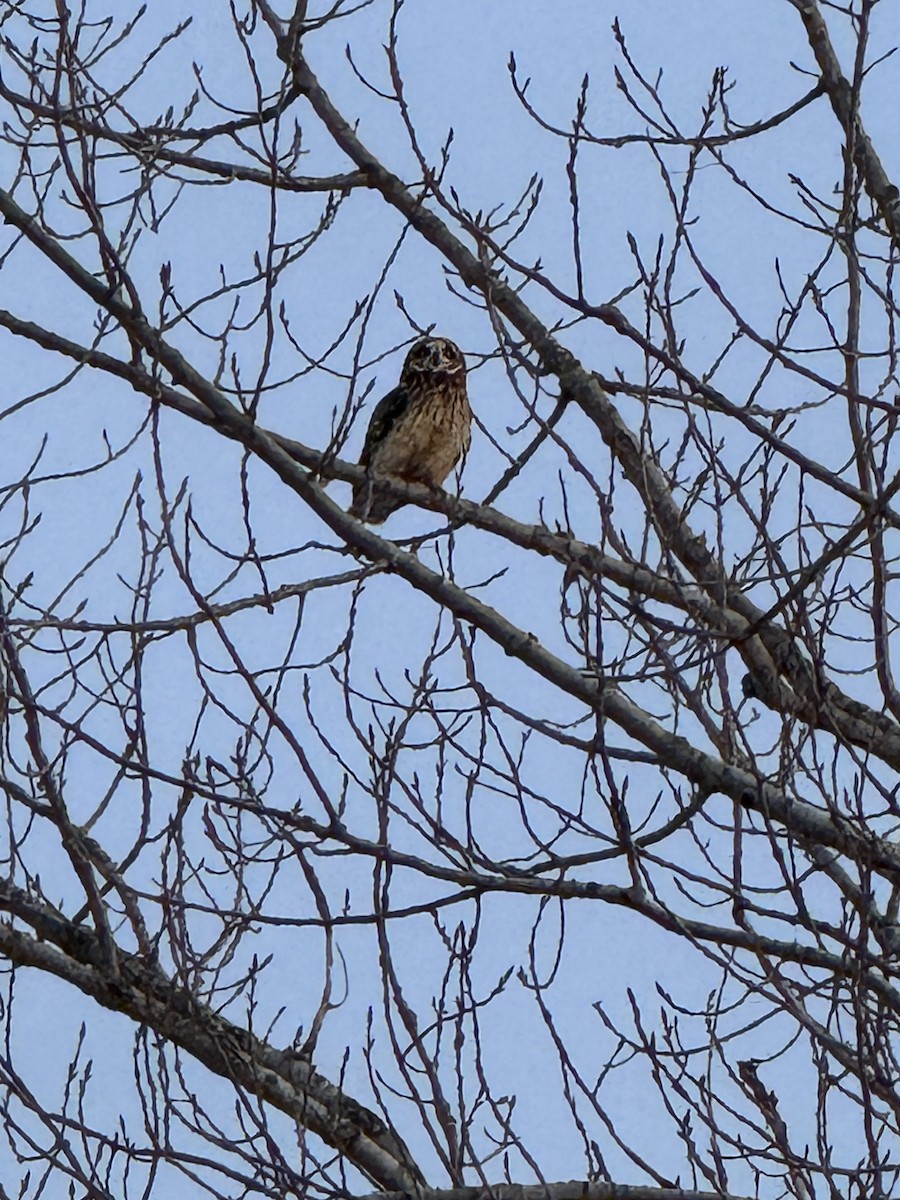 Búho Campestre - ML646610895
