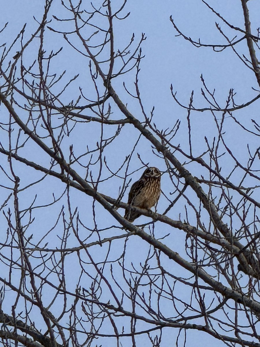 Búho Campestre - ML646610898