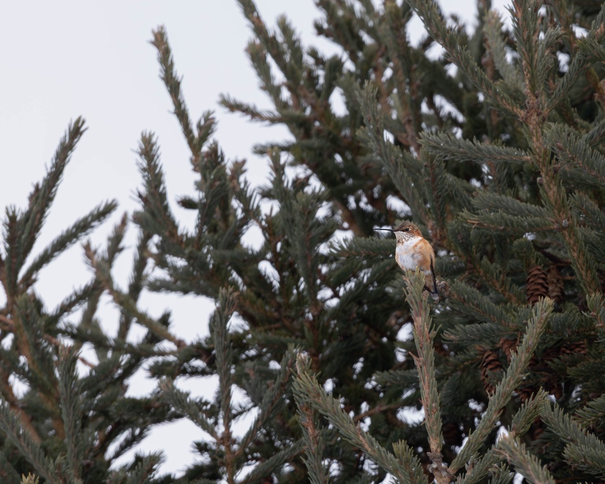 Rufous Hummingbird - ML646610900