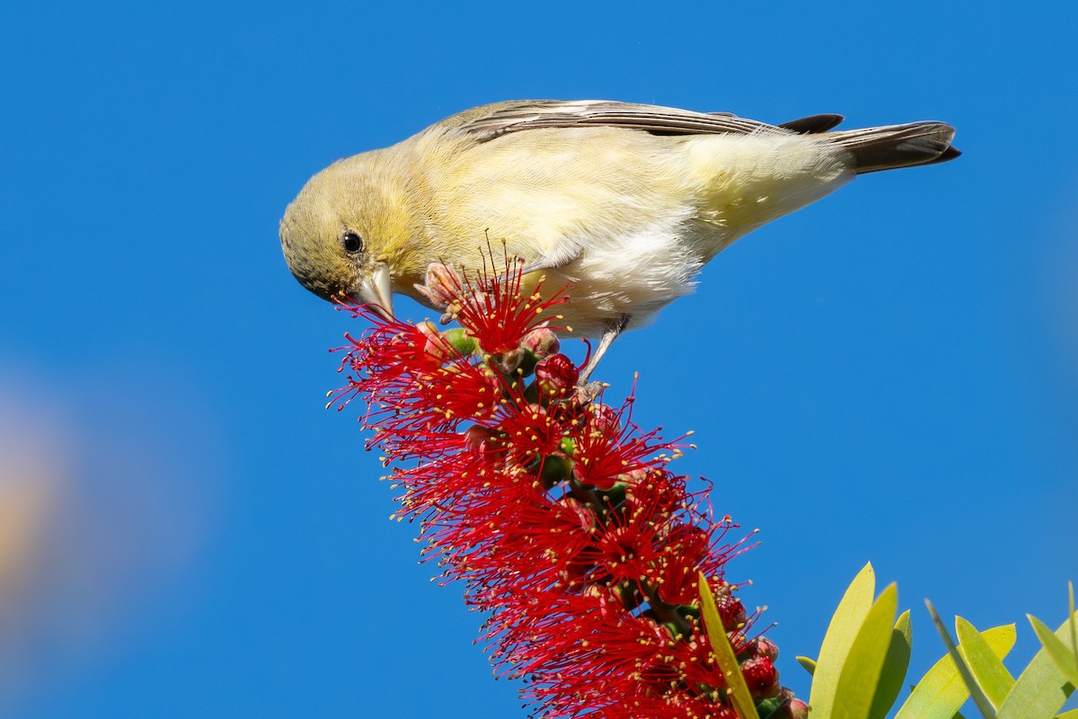 Mexikozeisig - ML646610901